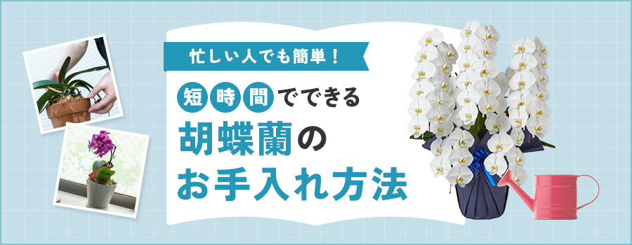 ミディ胡蝶蘭とは？大輪との違いやギフトに人気の理由を解説！